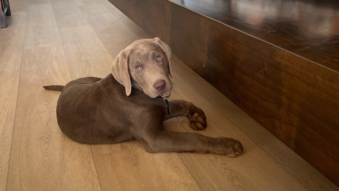 Can Hewn's Flooring Alleviate Allergies?