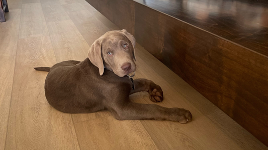 Can Hewn's Flooring Alleviate Allergies?